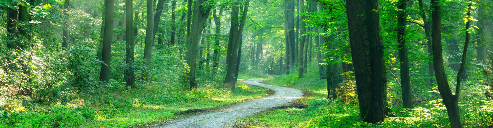 Winding gravel road through sunny green Forest illuminated by sunbeams through mist