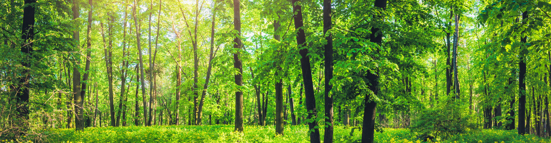 Panorama of beautiful green forest in summer